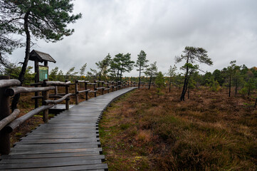 Fototapeta na wymiar A wooden path in the Black Moor after a rain in autumn