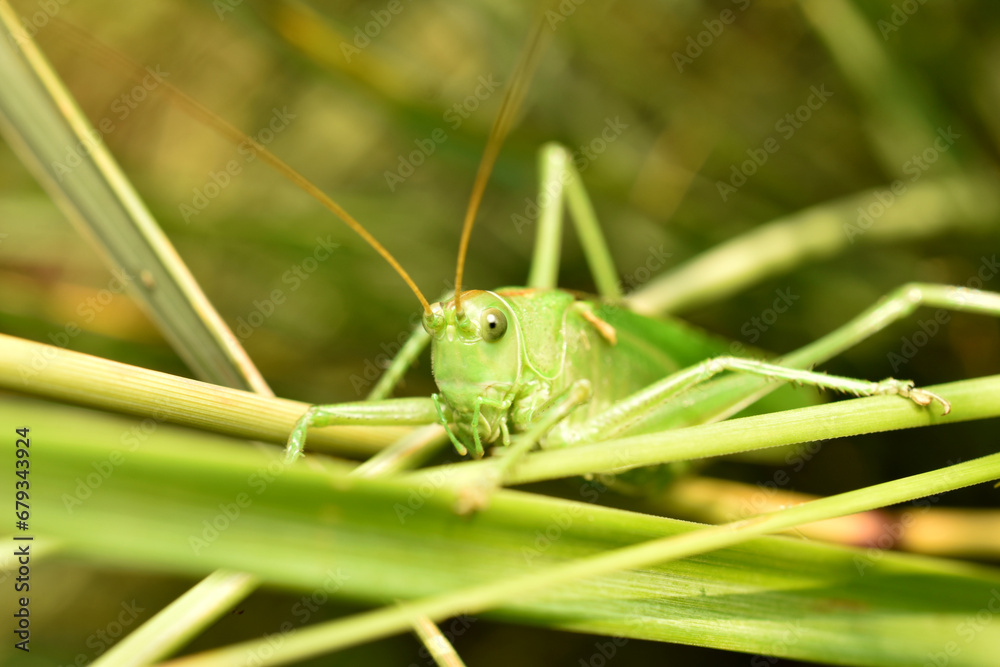 Wall mural green grasshopper, its head and mustache.