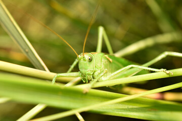 Green grasshopper, its head and mustache.