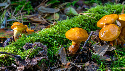 Pilze im Mischwald, Ansammlung von Stockschwämmchen (Kuehneromyces mutabilis), Berlin, Deutschland