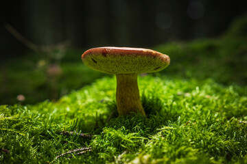 Deutsche Pilze auf Moos im Herbst im Wald