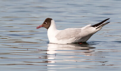seagull on the water