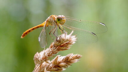 dragonfly on a leaf