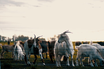 Grupo de cabras en área rural - obrazy, fototapety, plakaty