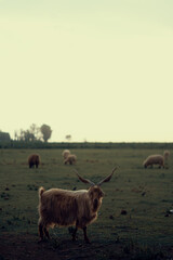 Cabras en un área rural