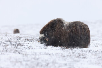 Musk ox in autumn with the first snow Dovrefjell National Park Norway