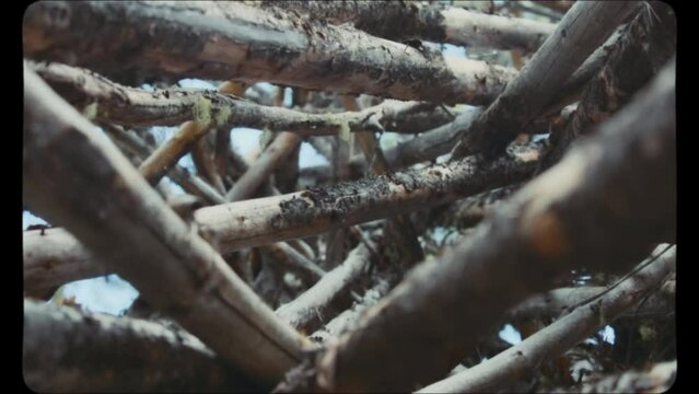 Pile of wooden logs in the forest. Vintage Film Look.
