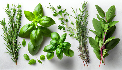 collection of fresh herb leaves thymeand basil spices herbs on a white table png food background design element with shadow on background - Powered by Adobe