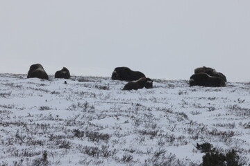 Musk ox in autumn with the first snow Dovrefjell National Park Norway