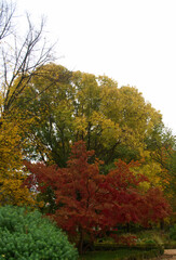 jesień, upadek, listowie, drzewo, park, krajobraz, pora roku, kolor, ogród, pomarańczowy, żółty, natura, piękny, na zewnątrz, kolorowy, tło, naturalny, - obrazy, fototapety, plakaty