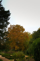 jesień, upadek, listowie, drzewo, park, krajobraz, pora roku, kolor, ogród, pomarańczowy,...