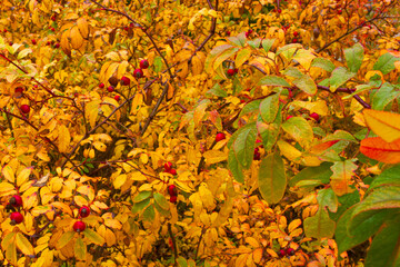 liście, listowie, owoc, gałąź, drzewo, roślina, jagoda, liść, zieleń, natura, gałązka, pora roku, rolnictwo, ogród, zbliżenie, naturalny, tło, jedzenie, organiczne, © Piotr