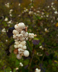 liście, listowie, owoc, gałąź, drzewo, roślina, jagoda, liść, zieleń, natura, gałązka, pora roku, rolnictwo, ogród, zbliżenie, naturalny, tło, jedzenie, organiczne, © Piotr