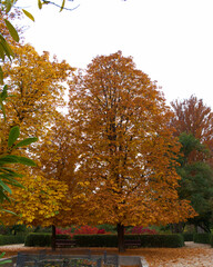 jesień, upadek, listowie, drzewo, park, krajobraz, pora roku, kolor, ogród, pomarańczowy, żółty, natura, piękny, na zewnątrz, kolorowy, tło, naturalny, - obrazy, fototapety, plakaty