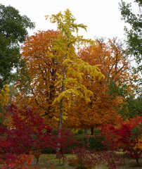 jesień, upadek, listowie, drzewo, park, krajobraz, pora roku, kolor, ogród, pomarańczowy, żółty, natura, piękny, na zewnątrz, kolorowy, tło, naturalny,