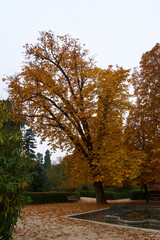 aleja, jesień, jesień, park, natura, drzewo, krajobraz, pora roku, outdoor, piękny, tło,...