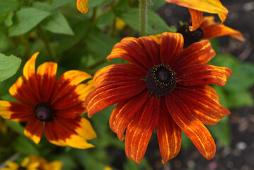Beautiful yellow-red large rudbeckia flowers on a green bush in the garden in summer. Large American Asteraceae flowers.