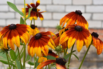 Beautiful yellow-red large rudbeckia flowers on a green bush in the garden in summer. Large American Asteraceae flowers.