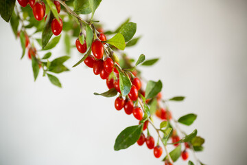 Branch with ripe red goji berry on grey background