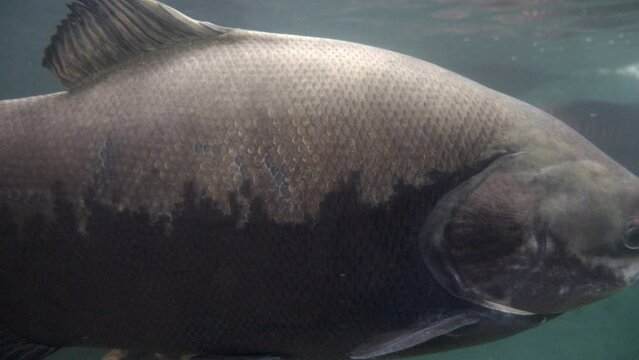 Tambaqui swimming by the camera also known as: Myleus pacu, black piranha, black pacu, cachama negra and Colossoma macropomum