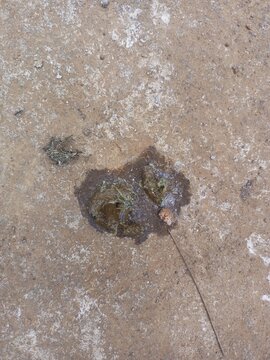 poultry droppings on the floor