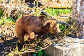 Bear in Bear Pit in Bern, Switzerland. Bear is a symbol of Bern city