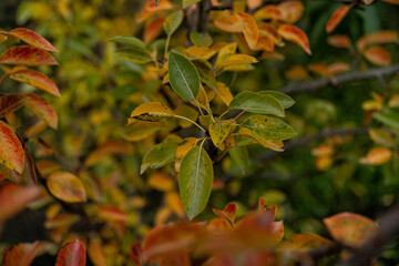 autumn leaves background