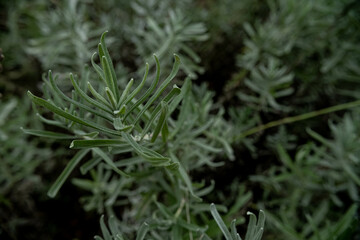 grass with dew drops