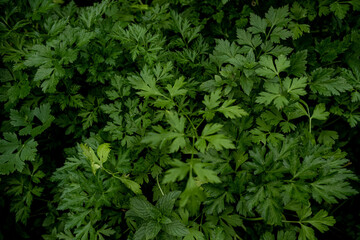 Fototapeta na wymiar Organic cultivation in the garden - full frame background of green parsley leaves in close-up.