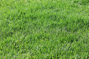 green grass background