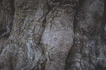 Detail of the bark of an old gnarled tree