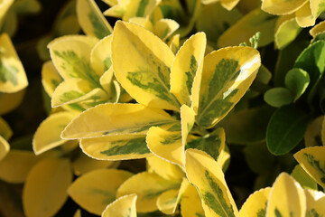 Green and yellow privet leaves, Latin name for Aureum. Ligustrum ovalifolium Golden. yellow garden shrub - obrazy, fototapety, plakaty