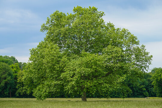 Beautiful large green tree on a field in Laxenburg Park near Vienna