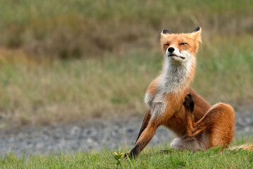 Red fox (Vulpes vulpes) scratching; Lake Clark NP; Alaska  - obrazy, fototapety, plakaty