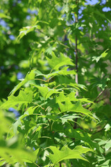 Branch with carved leaves of Oak Shumard, oak spotted, oak Shnek . Shumard Oak leafs.
