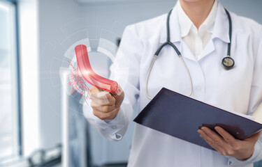 The doctor shows the anatomy of blood vessels.