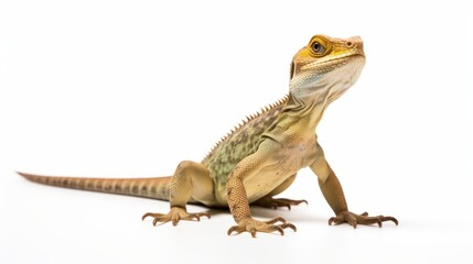 Naklejka premium lizard full body on white background