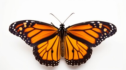 Fototapeta na wymiar butterfly full body on white background