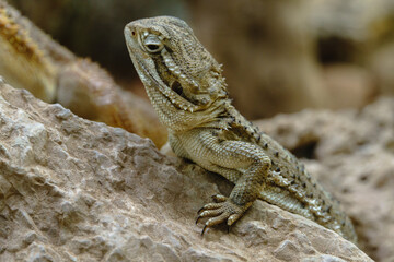 Echsen und Schlangen