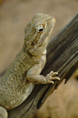 Echsen und Schlangen