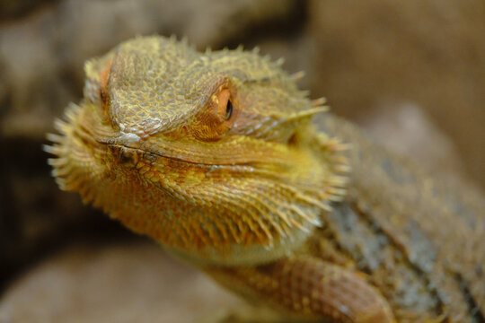 Echsen und Schlangen