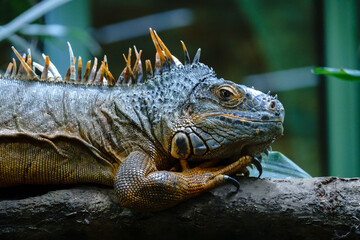 Fototapeta premium Reptiline im Terrarium
