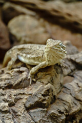 Reptiline im Terrarium