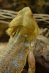 Echsen und Schlangen