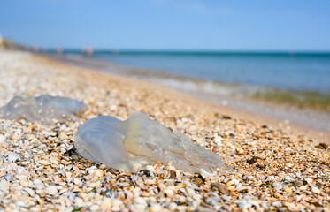 Dead jellyfish on the shore. Large jellyfish on a wild beach. selective focus on jellyfish