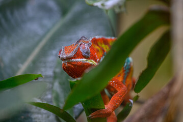 Echsen und Schlangen