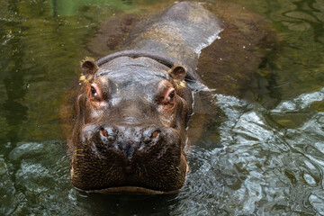 Fototapeta na wymiar Hippopotamus in the water