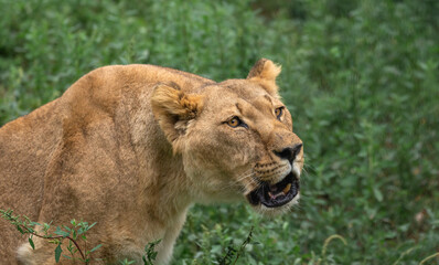 Female lion in the forest