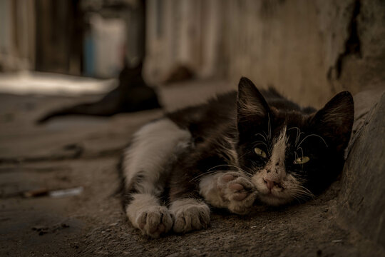 The little dirty cat with black and white fur on the streets of Kairouan old city in Tunisia.