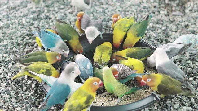 The feeder attracts various  beautiful color tiny lovebirds, eating from food palette. Close-up shots capture details of their multicolored avian feathers and action expressions of zoo animals.